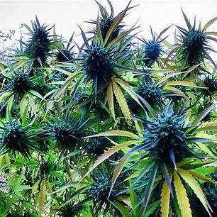 Toxic Ripper Seeds